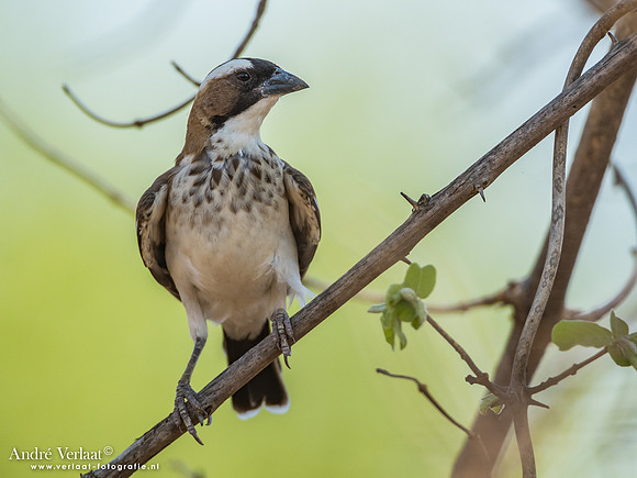 Mahaliwever / White-browed Sparrow-Weaver -  South Luangwa NP