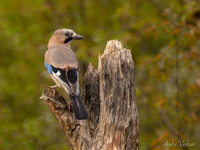 Gaai / Jay - Espelo