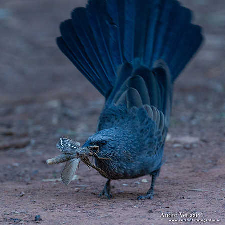 Apostelvogel / Apostlebird - Flinders Ranges SA