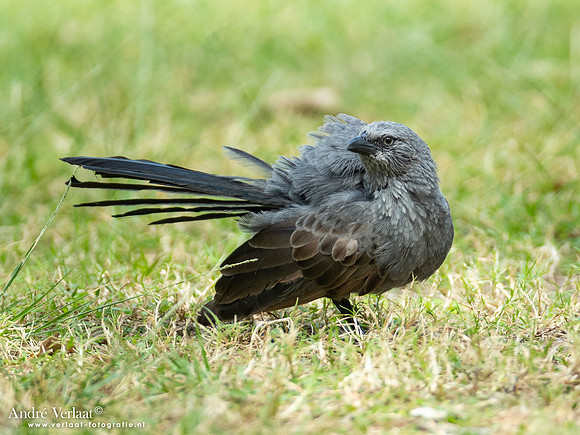 Apostelvogel / Apostlebird - Katherine Gorge NT