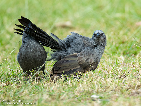 Apostelvogel / Apostlebird - Katherine Gorge NT