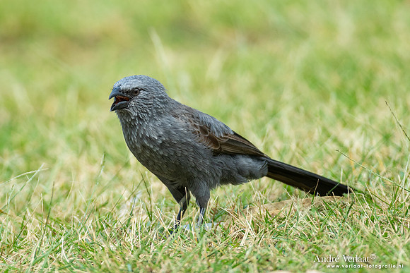 Apostelvogel / Apostlebird - Katherine Gorge NT