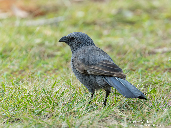 Apostelvogel / Apostlebird - Katherine Gorge NT