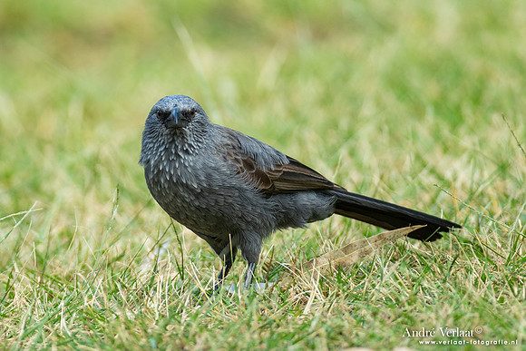 Apostelvogel / Apostlebird - Katherine Gorge NT