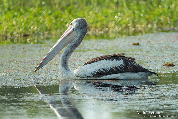 Australische Pelikaan / Australian Pelican