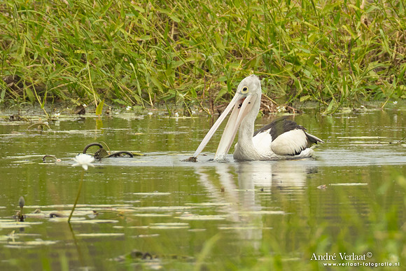Australische Pelikaan / Australian Pelican