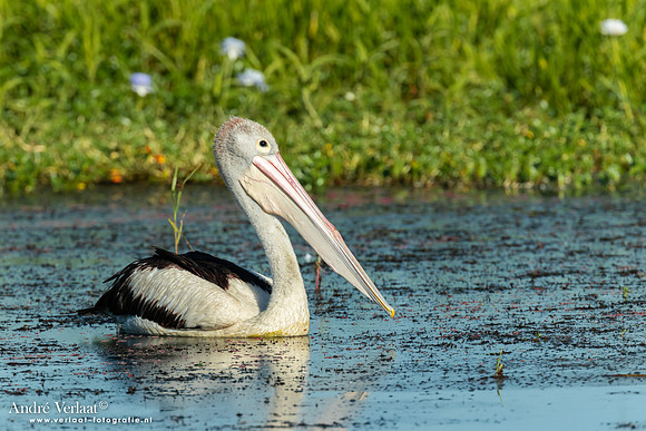 Australische Pelikaan / Australian Pelican