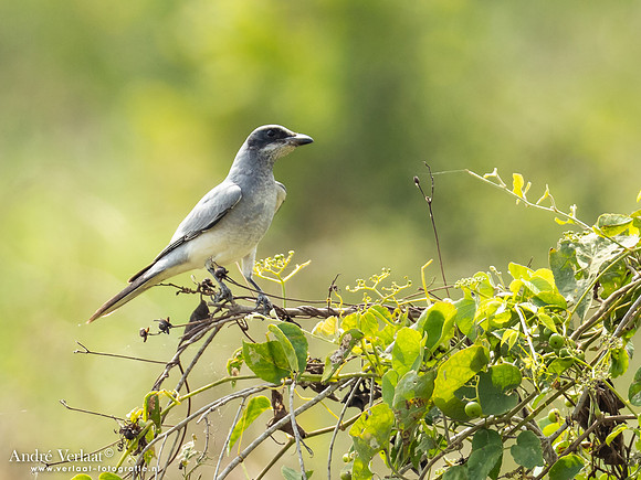 Australische Rupsvogel / Black-faced Cuckooshrike - Fog Dam NT