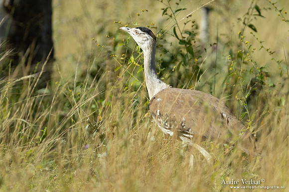 Australische Trap / Australian Bustard - Lorella Springs NT