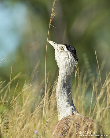 Australische Trap / Australian Bustard - Lorella Springs NT