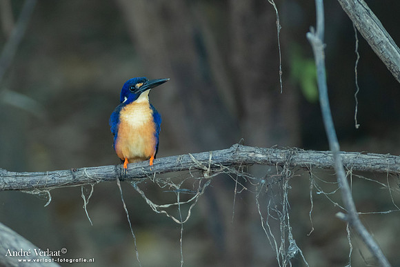 Azuurijsvogel / Azure Kingfisher - Yellow Waters NP