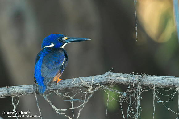 Azuurijsvogel / Azure Kingfisher - Yellow Waters NP