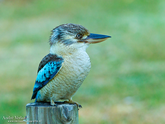 Blauwvleugelkookaburra / Blue-winged Kookaburra - Edith Falls NT