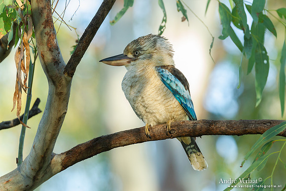 Blauwvleugelkookaburra / Blue-winged Kookaburra - Edith Falls NT