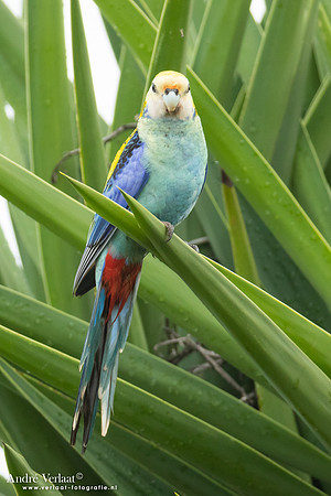 Bleekkoprosella / Pale-headed Rosella - Highfields Qld