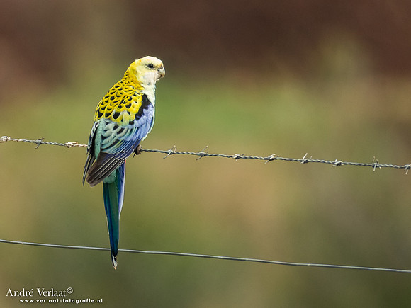 Bleekkoprosella / Pale-headed Rosella - Highfields Qld