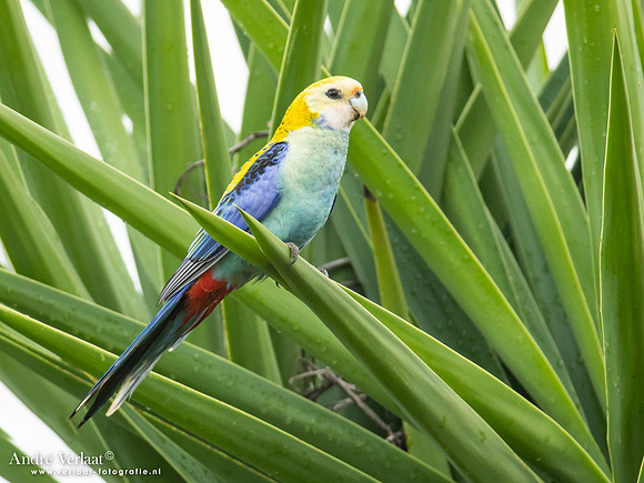 Bleekkoprosella / Pale-headed Rosella - Highfields Qld