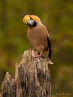 Appelvink / Hawfinch - Espelo