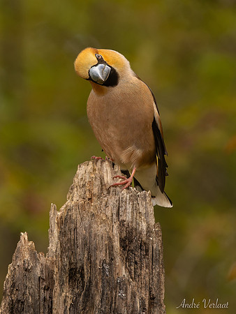 Appelvink / Hawfinch - Espelo