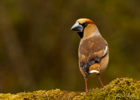 Appelvink / Hawfinch - Espelo
