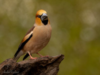 Appelvink / Hawfinch - Espelo