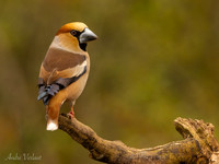 Appelvink / Hawfinch - Espelo