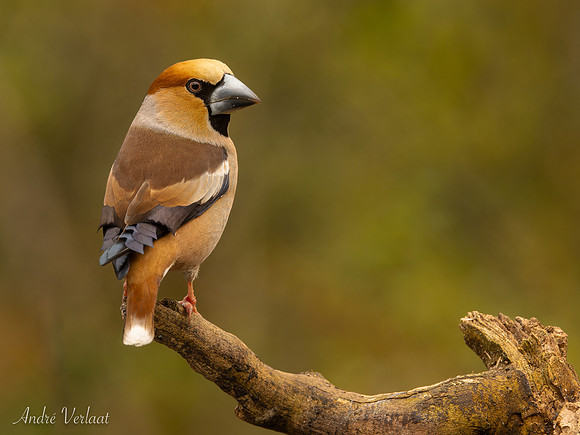Appelvink / Hawfinch - Espelo