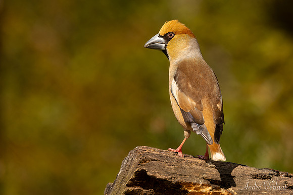 Appelvink / Hawfinch - Espelo