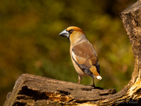 Appelvink / Hawfinch - Espelo
