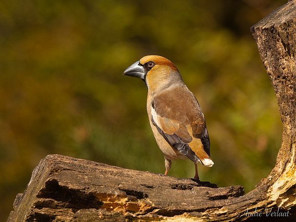 Appelvink / Hawfinch - Espelo
