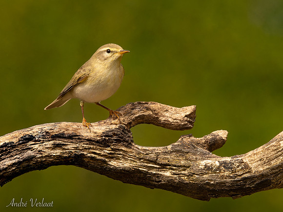 Fitis / Willow Warbler - Espelo