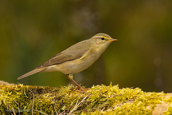 Fitis / Willow Warbler - Espelo
