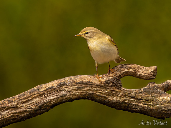Fitis / Willow Warbler - Espelo
