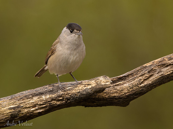 Zwartkop / Blackcap - Espelo
