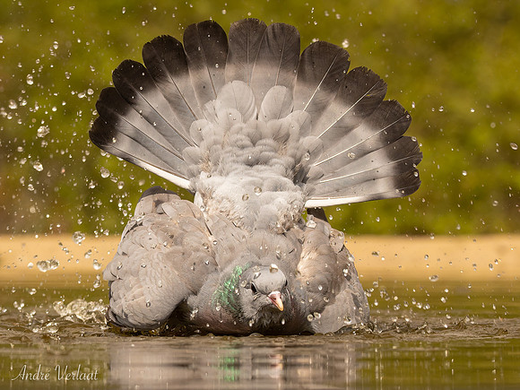 Holenduif / Stock Pigeon - Espelo