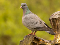 Holenduif / Stock Pigeon - Espelo
