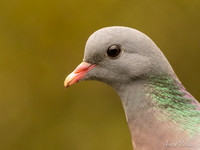 Holenduif / Stock Pigeon - Espelo