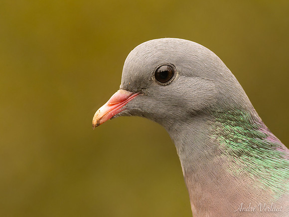 Holenduif / Stock Pigeon - Espelo