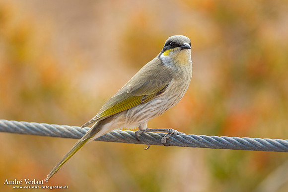 Fluithoningeter / Singing Honeyeater - Dalhousie - SA