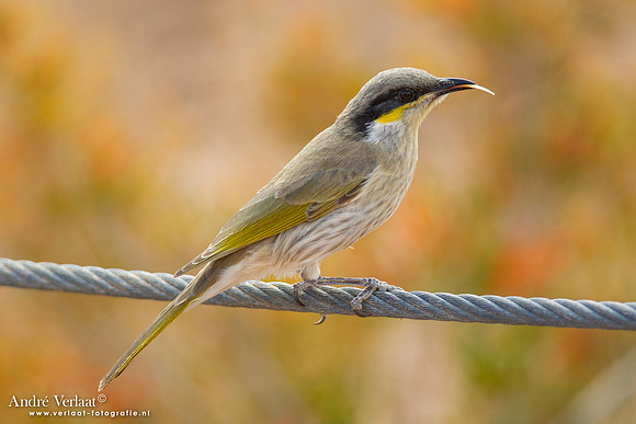 Fluithoningeter / Singing Honeyeater - Dalhousie - SA