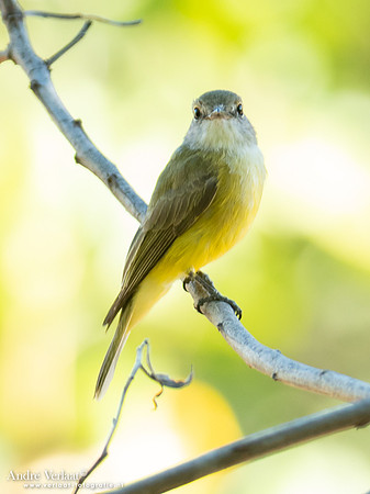 Geelbuik-vliegenvanger / Lemon-bellied Flycatcher - Edith Falls NT