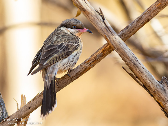 Goudkeelhoningeter / Spiny-cheeked Honeyeater - Ormiston Gorge NT