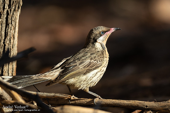 Goudkeelhoningeter / Spiny-cheeked Honeyeater - Ormiston Gorge NT