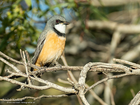 Grijsrugfluiter / Rufous Whistler - Coward Springs SA
