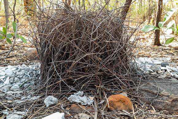 Grijze Prieelvogel / Great Bowerbird - Katherine Gorge NT