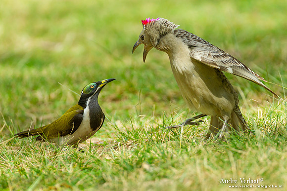 Grijze Prieelvogel / Great Bowerbird - Katherine Gorge NT
