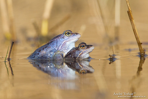 Heikikker / Moor frog - Kootwijk