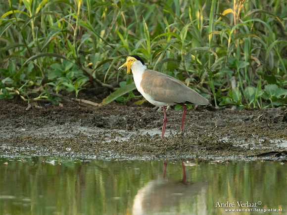 Maskerkievit / Masked Lapwing - Yellow waters NT