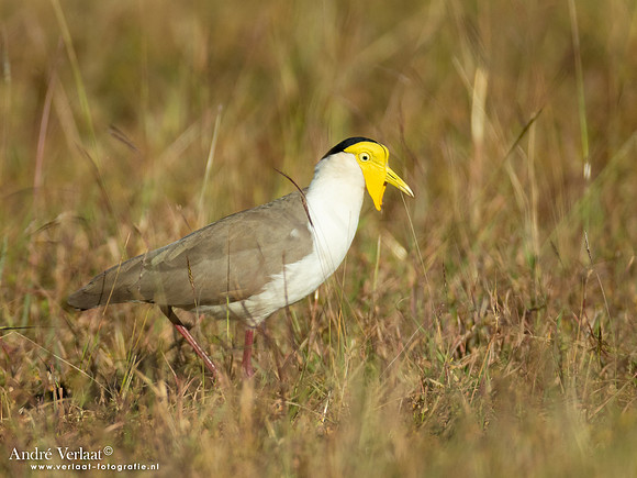Maskerkievit / Masked Lapwing - Litchfield National Park NT