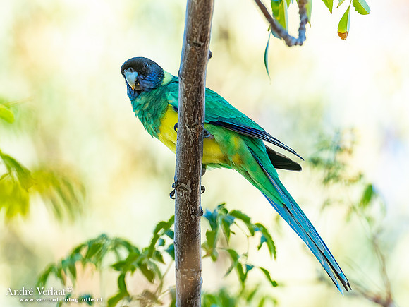 Port-Lincolnparkiet / Port Lincoln Ringneck - Alice Springs NT